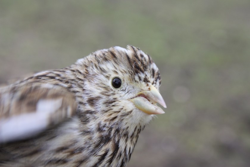 2010_02_07 Stanton 2