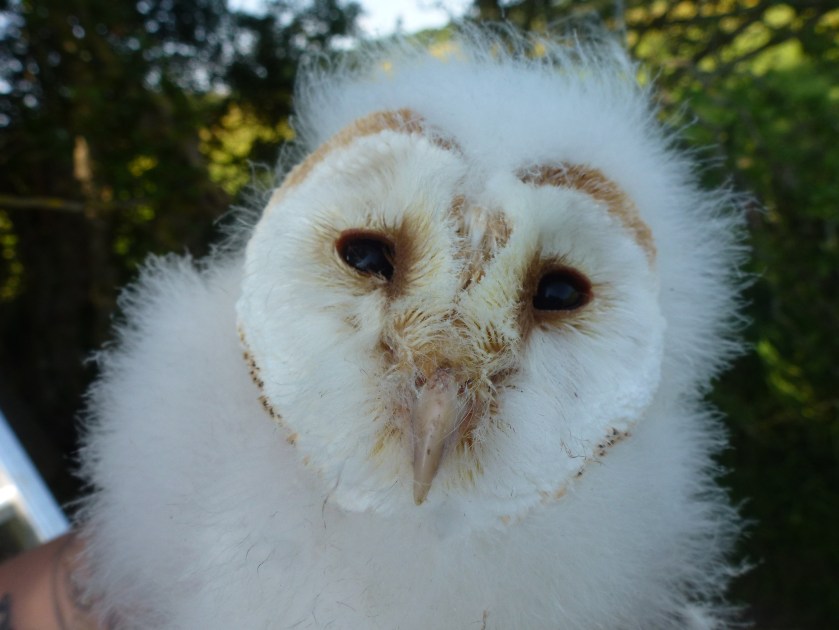 20170618 Blakehill Farm 1.JPG