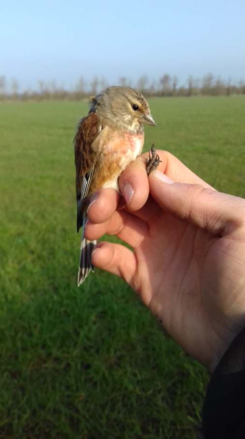 53200990_2247394352215541_6153749263907028992_n