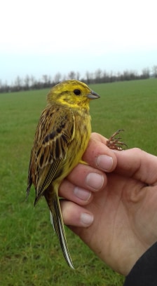 53357847_384259092399412_6016753877477490688_n