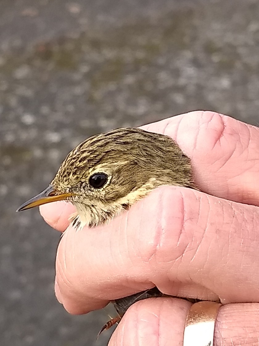 IMG_20190308_091043160