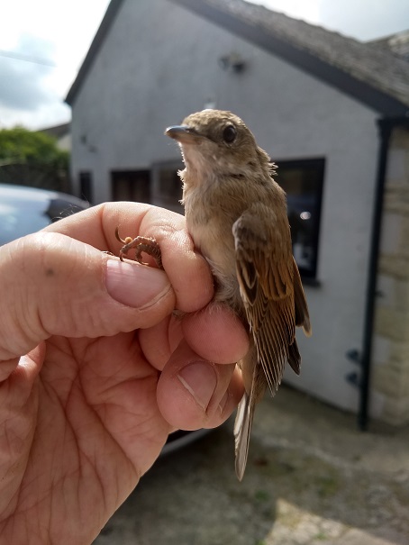 2019_07_08 Pavenhill