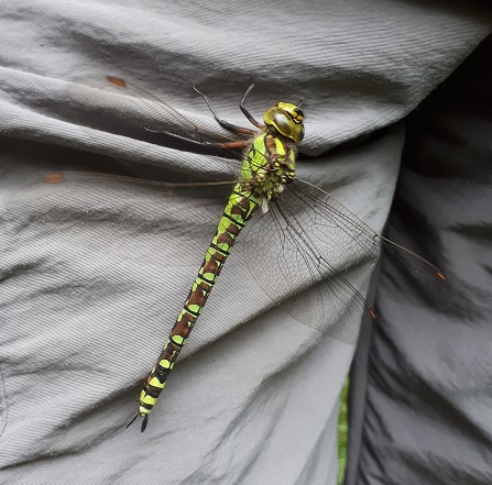 Southern Hawker 240719