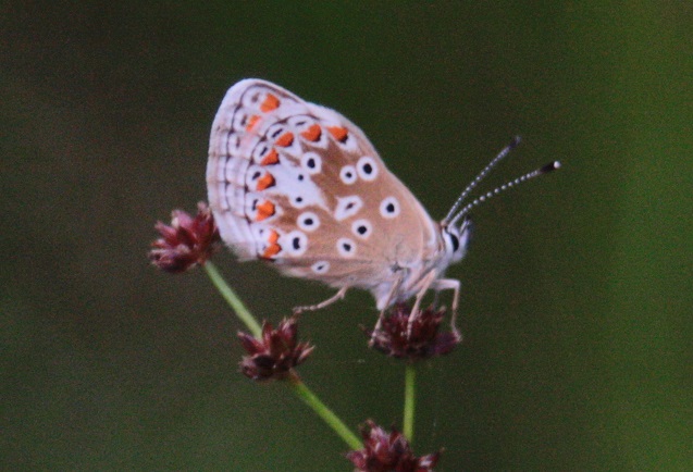 Common Blue