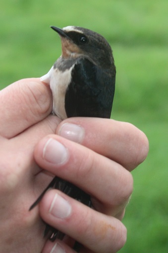 20190907 Ravensroost Meadow 2