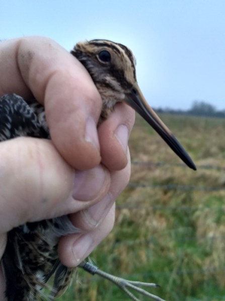 Jack Snipe 1