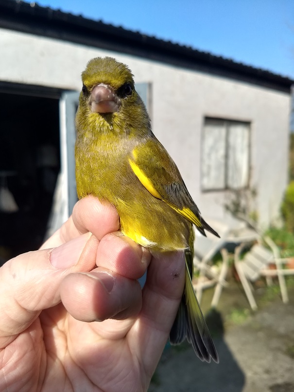 Greenfinch