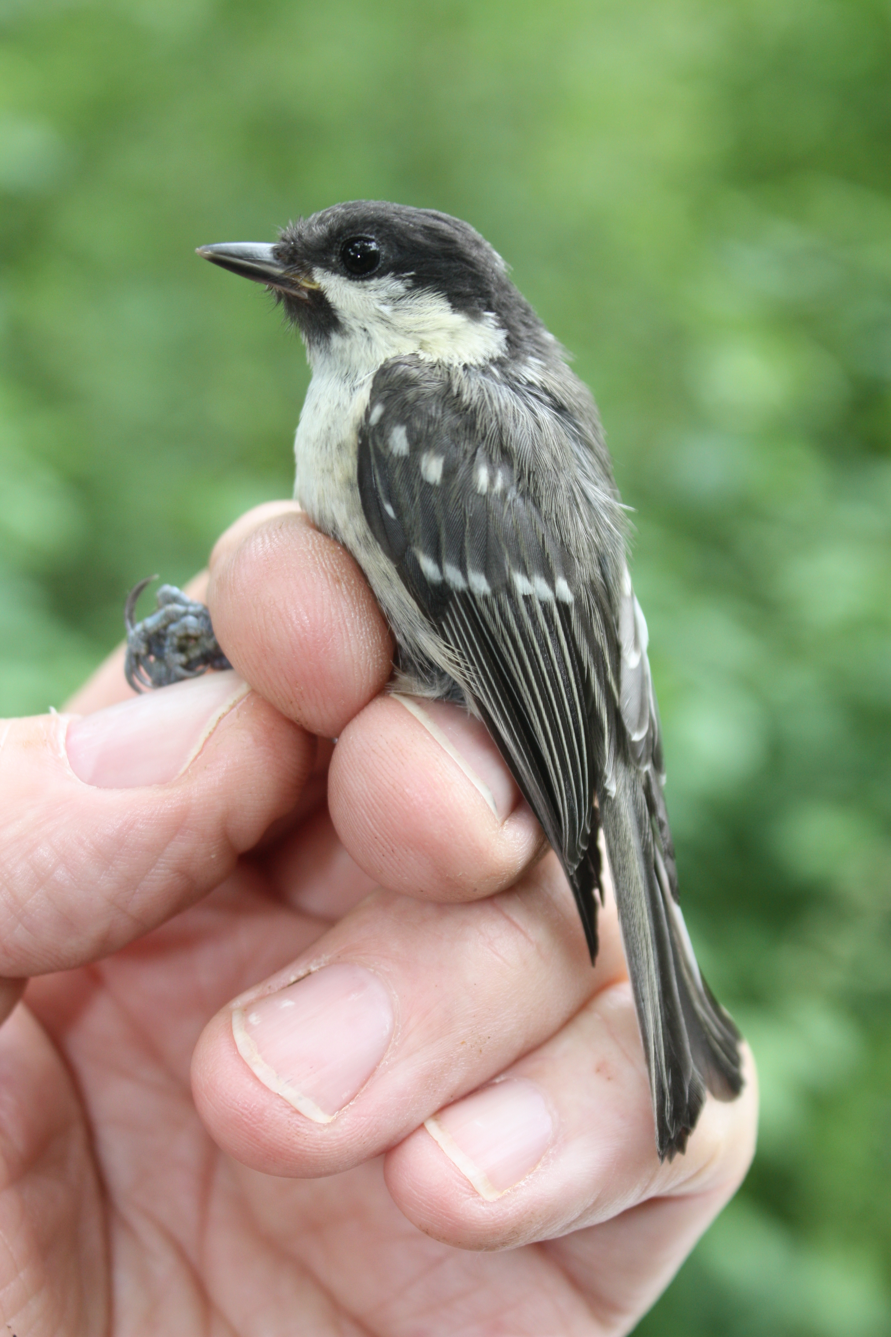 Warbler Ringing Coal Tits in Wiltshire, WWRG & the Braydon Forest – Ringing In The ...