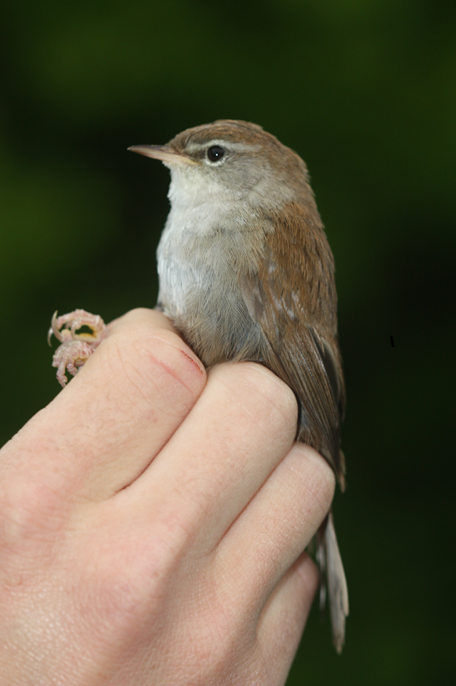 Warbler Ringing Long Distance Cetti’s Warbler @ Lower Moor Farm – Ringing In The ...